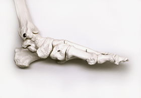 Макет скелета стопы 2