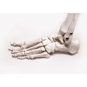 Макет скелета стопы 2